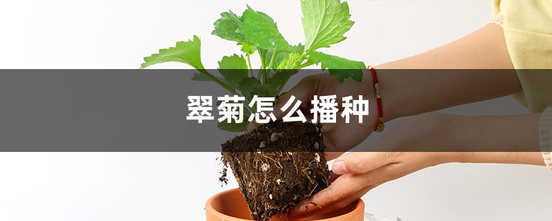 翠菊怎么播种