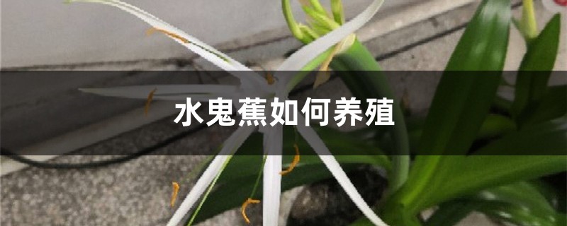 水鬼蕉如何养殖