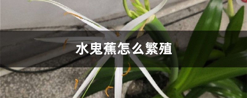 水鬼蕉怎么繁殖