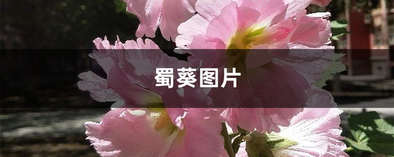 蜀葵图片