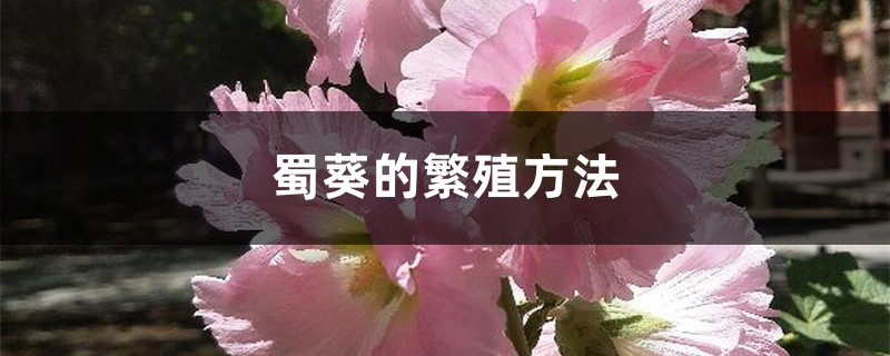 蜀葵的繁殖方法