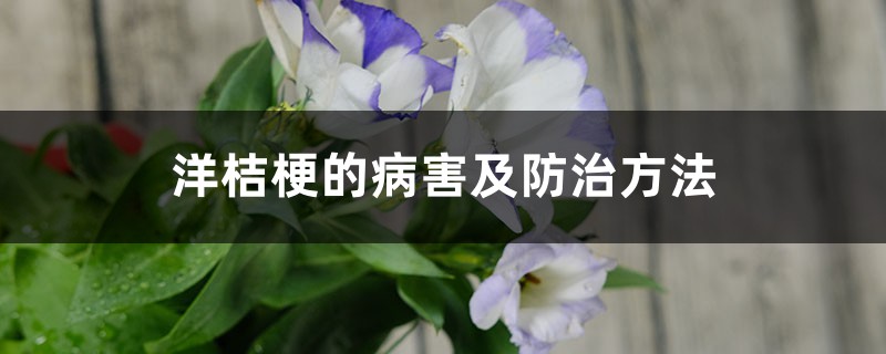 洋桔梗的病害及防治方法