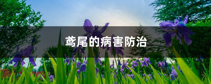 鸢尾的病害防治