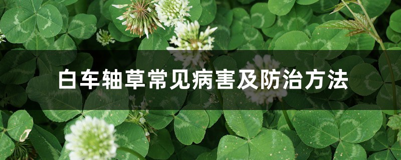 白车轴草常见病害及防治方法