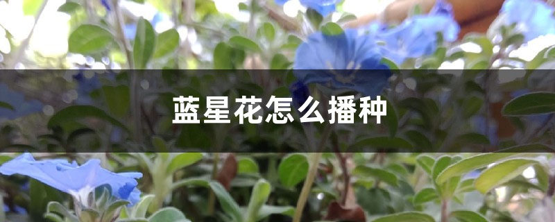 蓝星花怎么播种