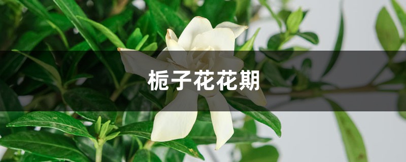 栀子花花期