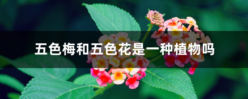 五色梅和五色花是一种植物吗