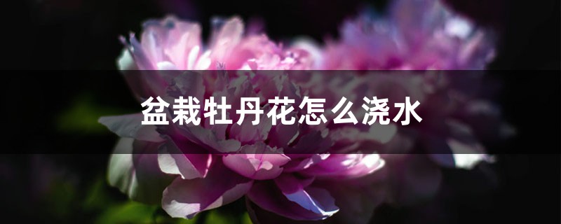 盆栽牡丹花怎么浇水