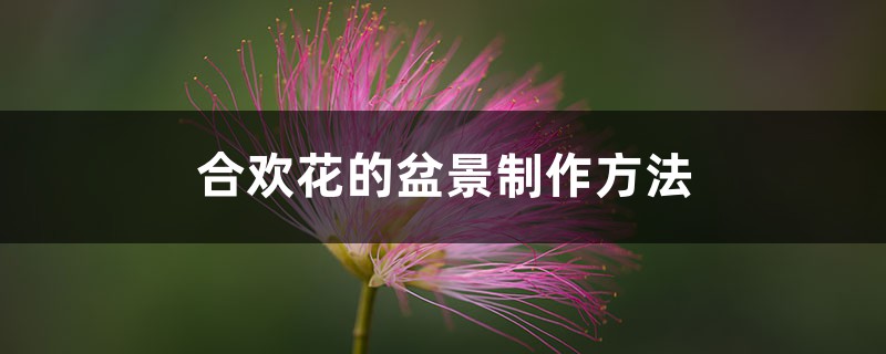 合欢花的盆景制作方法