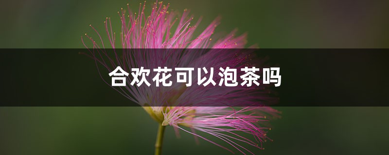 合欢花可以泡茶吗