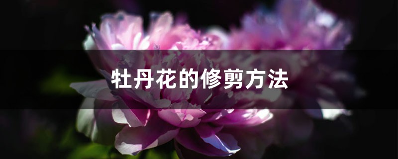 牡丹花的修剪方法