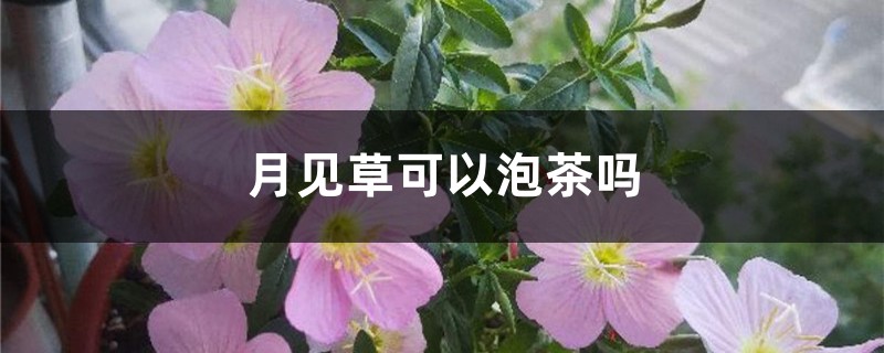 月见草可以泡茶吗