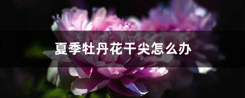 夏季牡丹花干尖怎么办