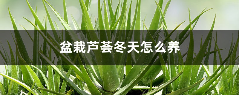 盆栽芦荟冬天怎么养