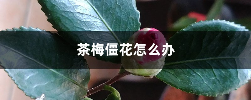 茶梅僵花怎么办