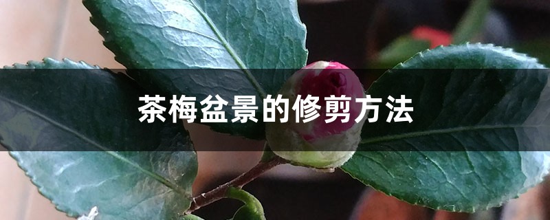 茶梅盆景的修剪方法