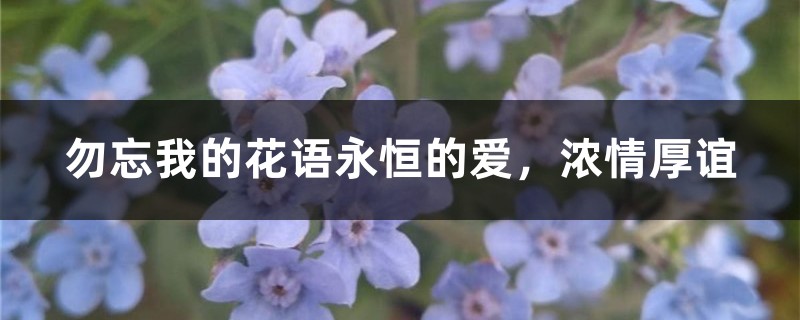 勿忘我的花语永恒的爱，浓情厚谊