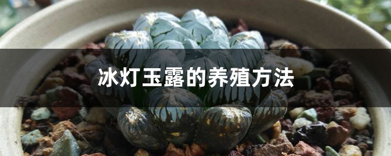 冰灯玉露的养殖方法