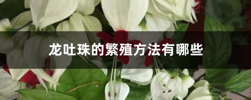 龙吐珠的繁殖方法有哪些