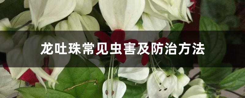 龙吐珠常见虫害及防治方法