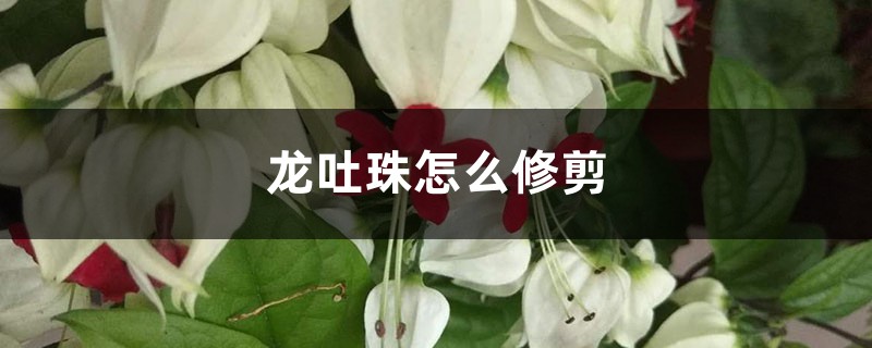 龙吐珠怎么修剪