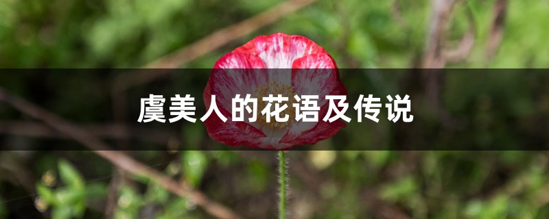 虞美人的花语及传说