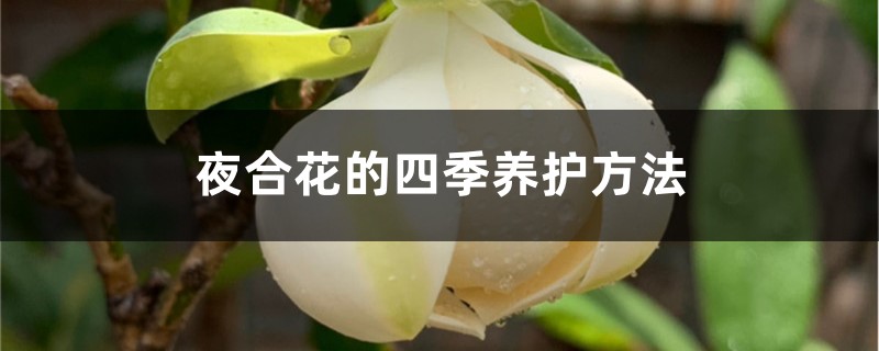 夜合花的四季养护方法