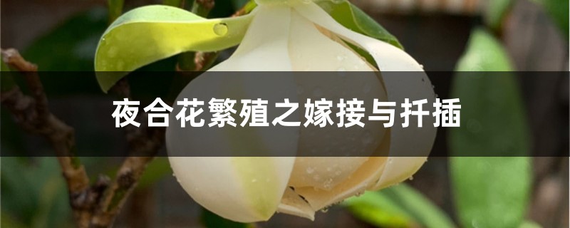 夜合花繁殖之嫁接与扦插