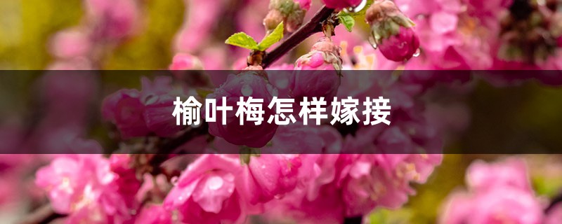 榆叶梅怎样嫁接