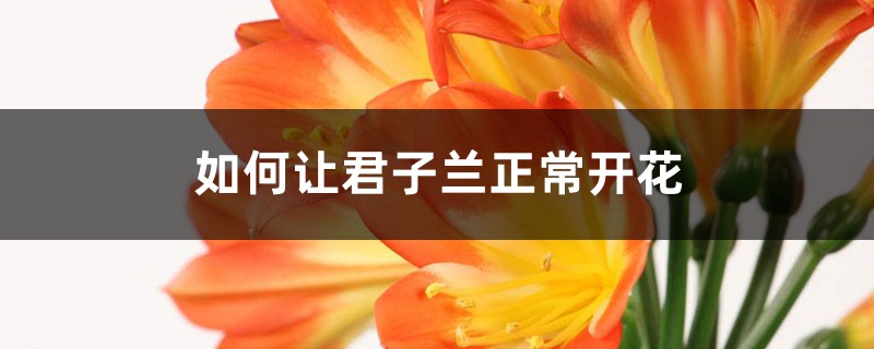 如何让君子兰正常开花