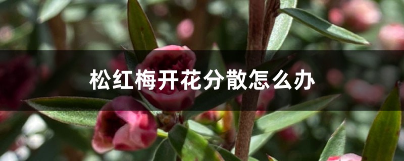 松红梅开花分散怎么办