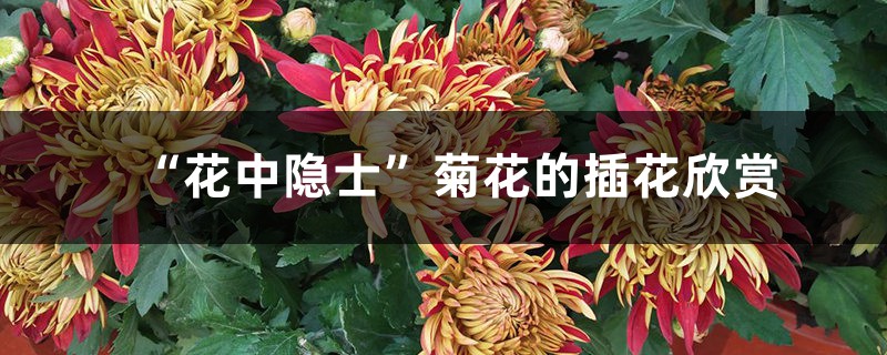 “花中隐士”菊花的插花欣赏