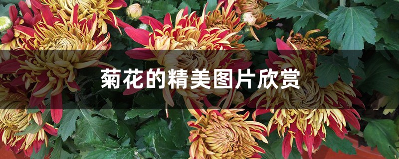 菊花的精美图片欣赏