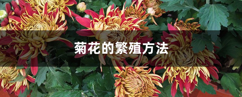 菊花的繁殖方法