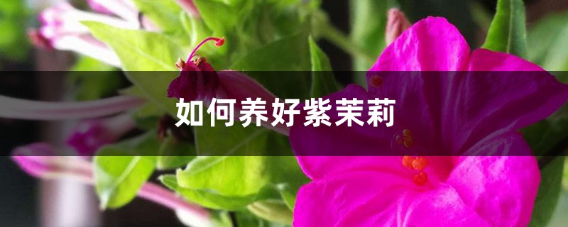 如何养好紫茉莉