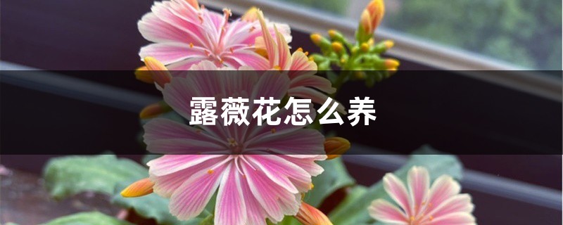 露薇花怎么养