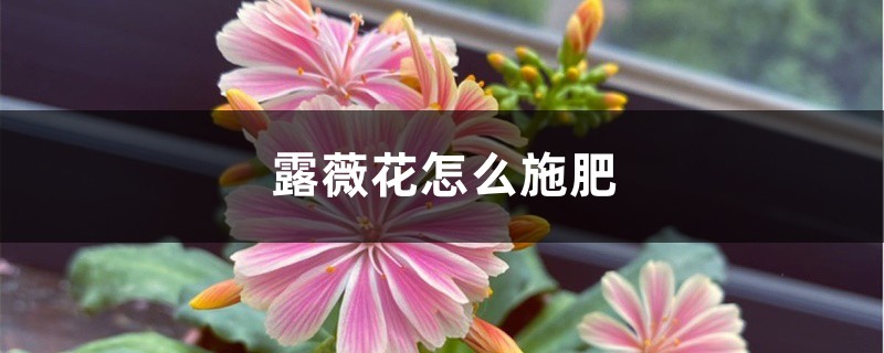 露薇花怎么施肥