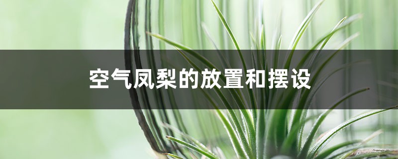 空气凤梨的放置和摆设