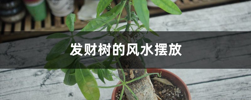 发财树的风水摆放