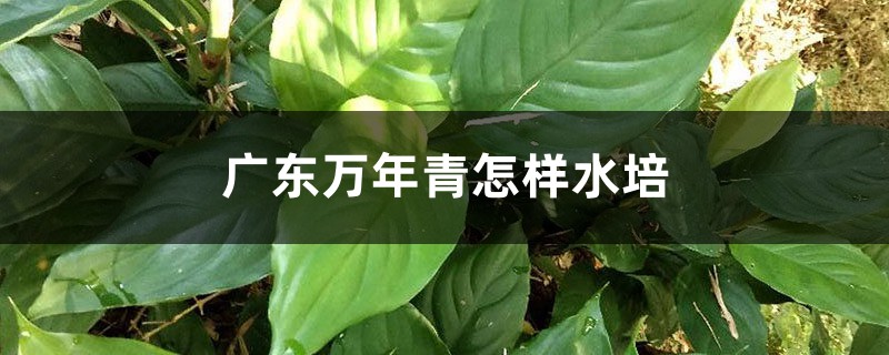 广东万年青怎样水培