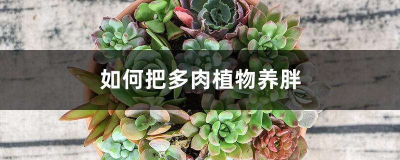 如何把多肉植物养胖