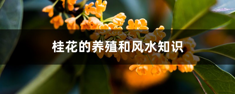 桂花的养殖和风水知识