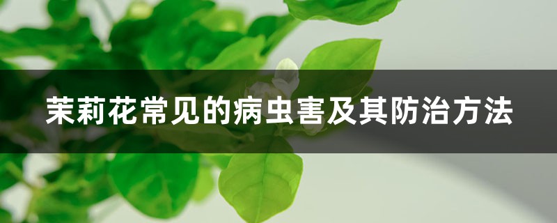 茉莉花常见的病虫害及其防治方法