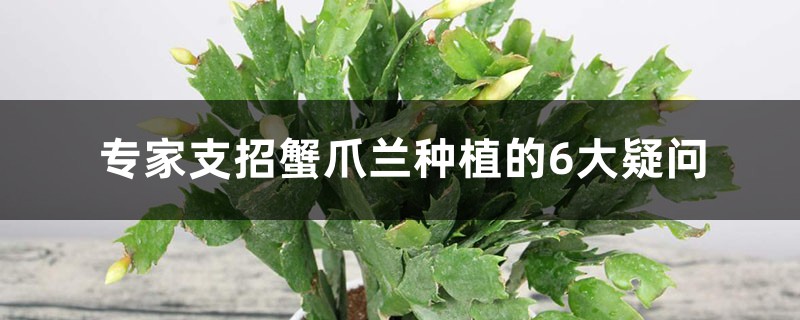 专家支招蟹爪兰种植的6大疑问