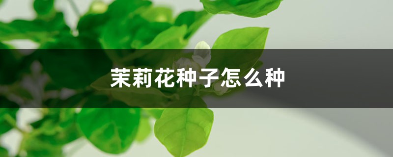 茉莉花种子怎么种