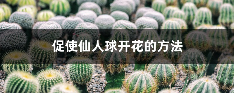 促使仙人球开花的方法