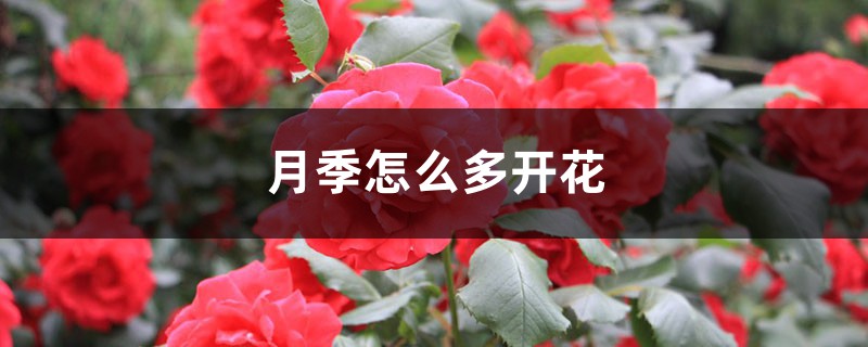 月季怎么多开花