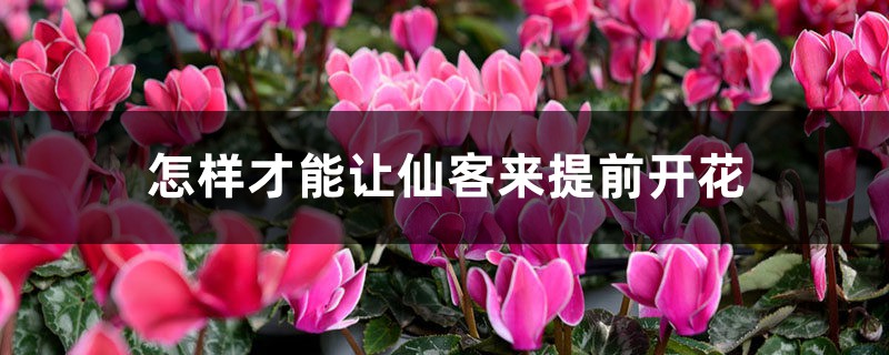 怎样才能让仙客来提前开花