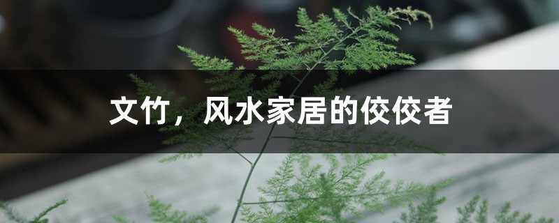 文竹，风水家居的佼佼者