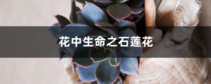 花中生命之石莲花